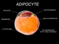 Fat Cells from adipose tissue. adipocytes. inside human organism. isolate Royalty Free Stock Photo
