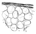 Fat Cells with Capillary Vessels, vintage illustration