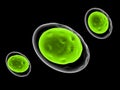 Fat cells - 3D illustration Royalty Free Stock Photo