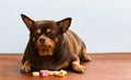 Fat Chihuahua dog bored of face, sitting on the desk. Royalty Free Stock Photo