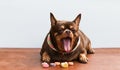 Fat Chihuahua dog bored of face, sitting on the desk. Royalty Free Stock Photo