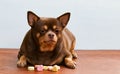 Fat Chihuahua dog bored of face, sitting on the desk. Royalty Free Stock Photo