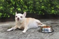 fat Chihuahua dog laying down by food bowl of dog food on cement floor in the garden Royalty Free Stock Photo