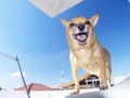 fat chihuahua dog standing on box Royalty Free Stock Photo