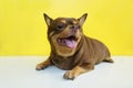 Fat Chihuahua dog is tongue stick Royalty Free Stock Photo