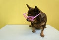 Fat Chihuahua dog wearing a pink glassed