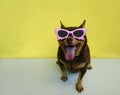 Fat Chihuahua dog wearing a pink glassed