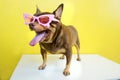 Fat Chihuahua dog wearing a pink glassed