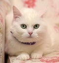 Contented white cat in a collar