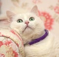 Contented white cat in a collar