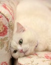 Contented white cat in a collar