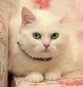 Contented white cat in a collar