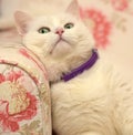 Contented white cat in a collar