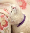 Contented white cat in a collar