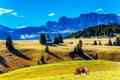 Fat cows graze on grassy hills