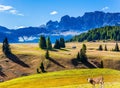 Fat cows graze on hills