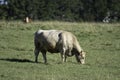 Fat crossbred cow grazing in the sunshine