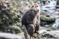China Sichuan Emei Mountain Monkey