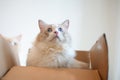 Fat cute ragdoll cat put half body in delivery box, kitty open big blue eyes play hiding game Royalty Free Stock Photo