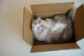 Fat cute ragdoll cat sit and play in delivery box, funny kitty Royalty Free Stock Photo