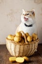 Fat cute white cat is indignant. A basket of potatoes, cut tuber. Wooden table, beige background