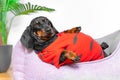 Fat dachshund puppy in a red T-shirt is lying in a pet bed with its belly up, close up. Stupid owners do not care about Royalty Free Stock Photo