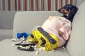 Fat dog couch potato eating a popcorn, chocolate, fast food and watching television. Parody of a lazy person Royalty Free Stock Photo