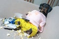 Fat dog couch potato eating a popcorn, chocolate, and watching television. Royalty Free Stock Photo