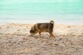 Fat dog pet walking on sand beach at coast with blue sea nature background. tourist relax vacation travel summer tropical on Royalty Free Stock Photo