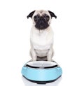 Fat dog on scale Royalty Free Stock Photo