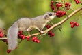 Fat dormouse Glis glis on branch of hawthorn Royalty Free Stock Photo