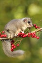 Fat dormouse Glis glis on branch of hawthorn Royalty Free Stock Photo