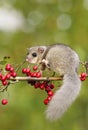 Fat dormouse Glis glis on branch of hawthorn Royalty Free Stock Photo