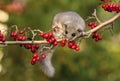 Fat dormouse Glis glis on branch of hawthorn Royalty Free Stock Photo