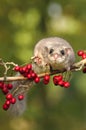 Fat dormouse Glis glis on branch of hawthorn Royalty Free Stock Photo