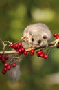 Fat dormouse Glis glis on branch of hawthorn Royalty Free Stock Photo