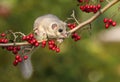 Fat dormouse Glis glis on branch of hawthorn Royalty Free Stock Photo