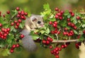 Fat dormouse Glis glis on branch of hawthorn Royalty Free Stock Photo