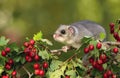 Fat dormouse Glis glis on branch of hawthorn Royalty Free Stock Photo