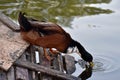 Fat duck drinks water from a pond Royalty Free Stock Photo