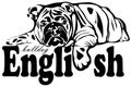 Fat english bulldog