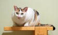 Fat female Thai tricolor cat sits crouching on a wooden platform and stares forward, focusing on the cat`s eyes, blurred backgrou Royalty Free Stock Photo