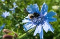 Fat fluffy bumble bee on blue vibrant summer cornflower