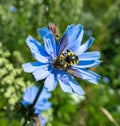 Fat fluffy bumble bee on blue vibrant summer cornflower