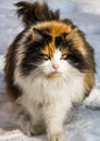 Fat fluffy cat goes in the snow Royalty Free Stock Photo