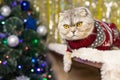 A fat fluffy cat in a New Year`s sweater is lying on the bed Royalty Free Stock Photo