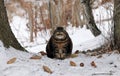 A fat fluffy cat sits in the snow between two trees in winter Royalty Free Stock Photo