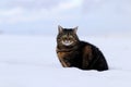 A fat fluffy cat sits in the snow in winter Royalty Free Stock Photo