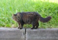 Fat fluffy cat stands on the concrete curb of a green lawn Royalty Free Stock Photo