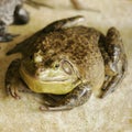Fat Frog Royalty Free Stock Photo